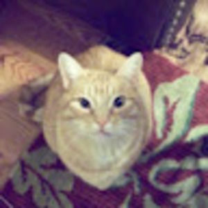 Meet your Posher, Lindy